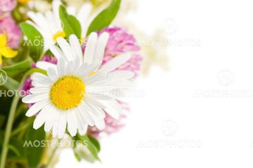 Bilde av en prestekrageblomst