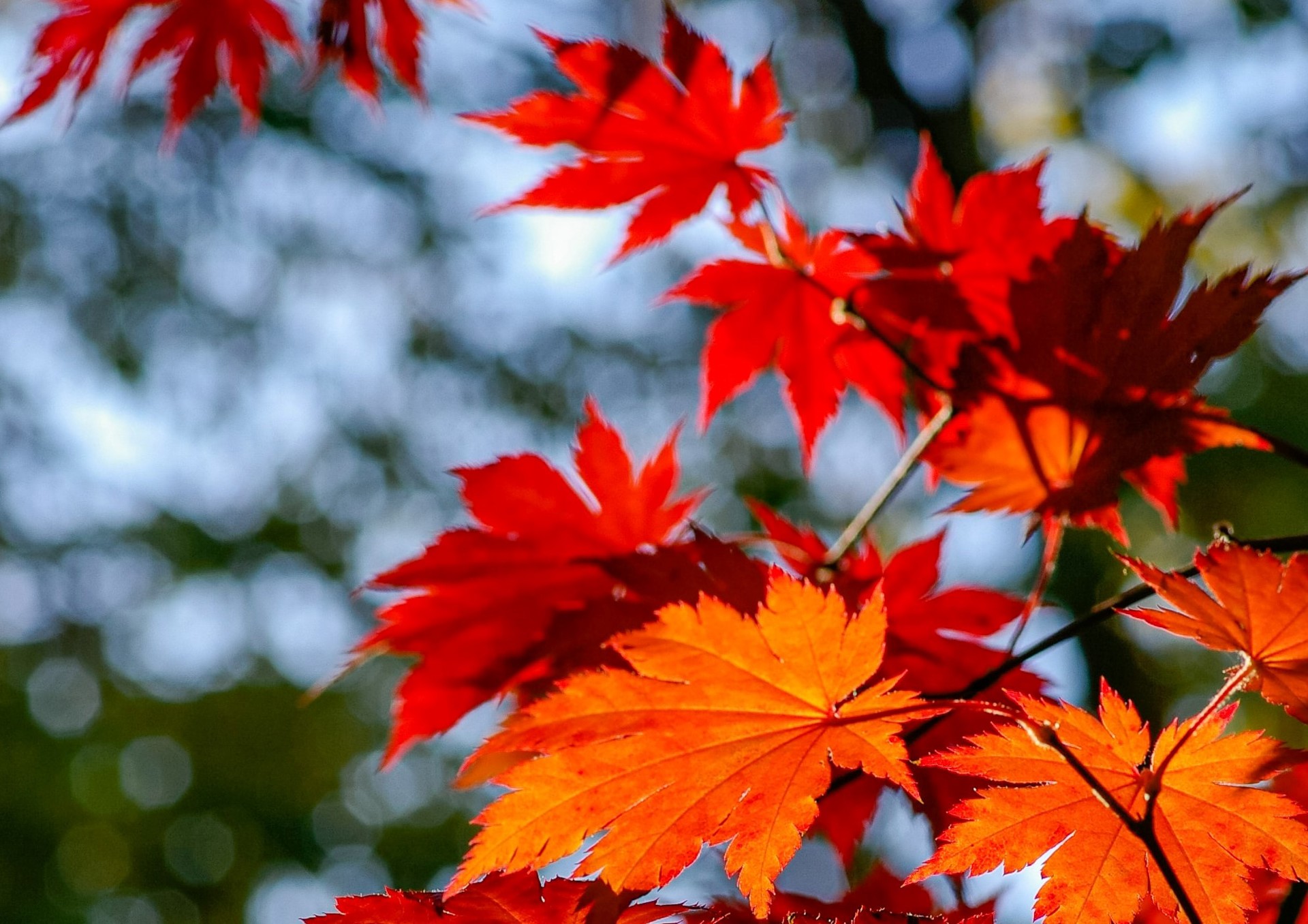 Røde høstblader. Foto: Unsplash.com/ Yoksel Zok