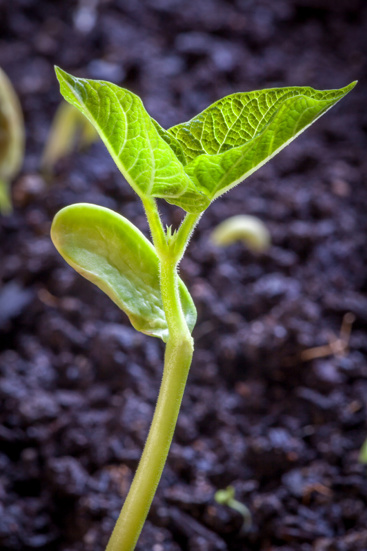 En erteblomst som spirer