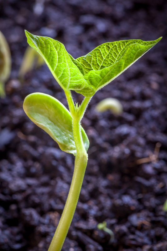 En erteblomst som spirer