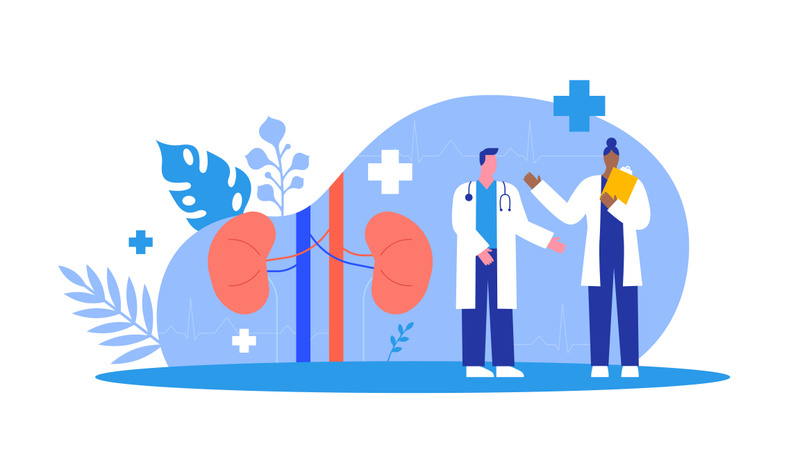 Illustrasjonsbilde av to leger og en nyre. Foto: cienpies/Mostphotos