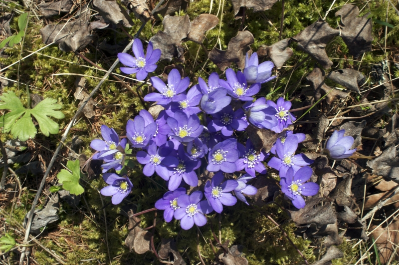 Bilde av blåveis. Foto: Clifford Shirley/Mostphotos.