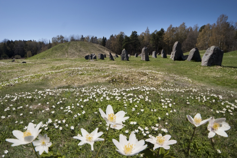 Landskap med hvitveis