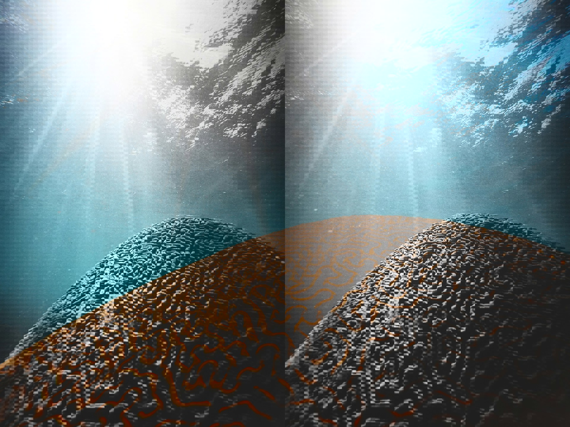 Solen skinner. Blå himmel. Labyrint.