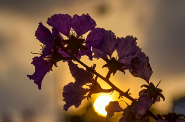 Rosa lagerstroemia speciosa blomst i solnedgang. Foto: Vu Dzung/Mostphotos