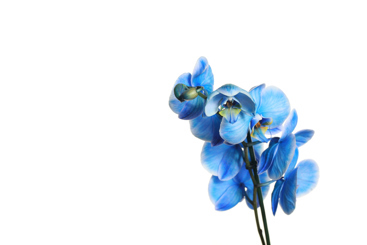 Bilde av en blå orkidéblomst. Foto: LVS