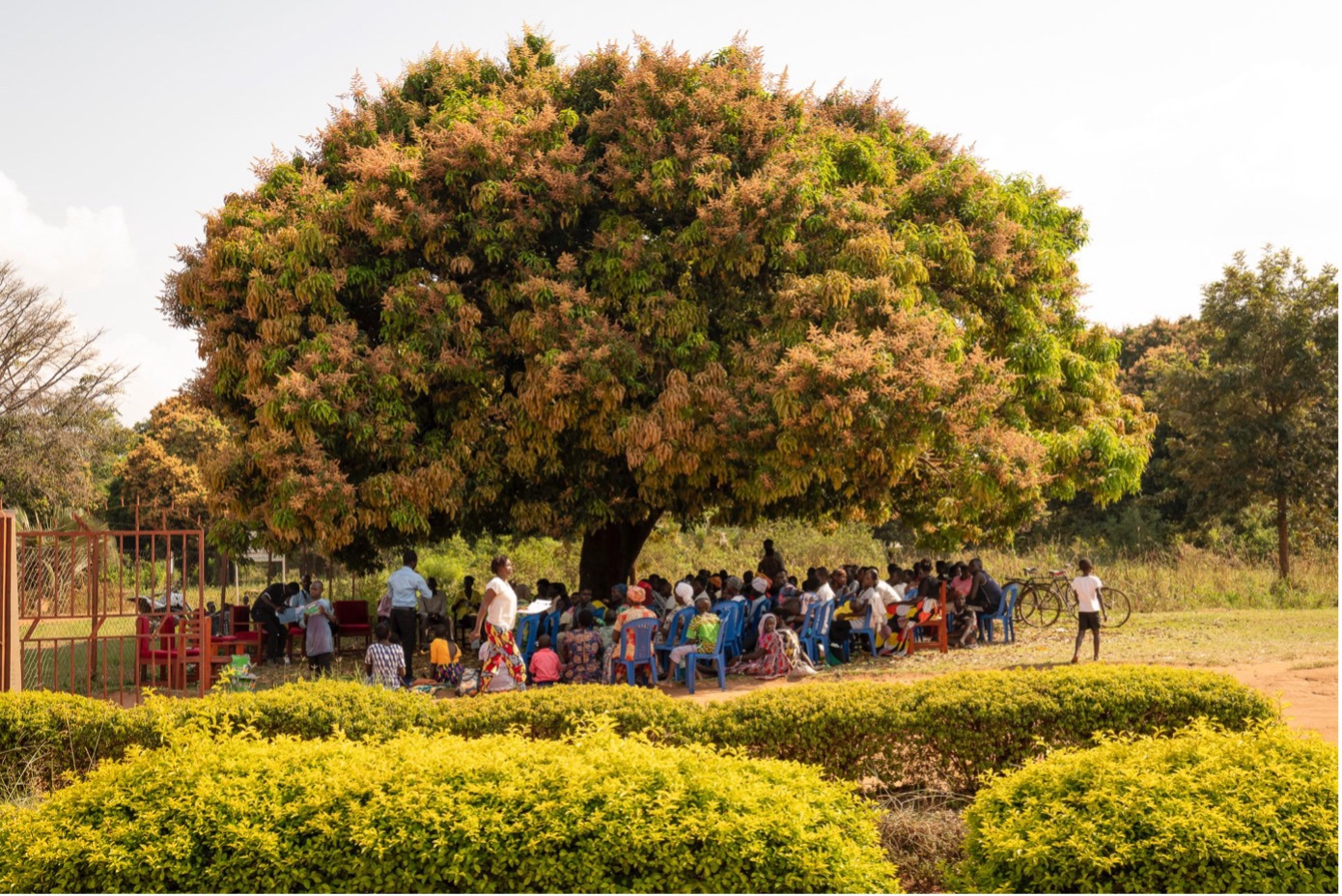 Mange mennesker i stoler under et stort tre, personene er tidligere pasienter