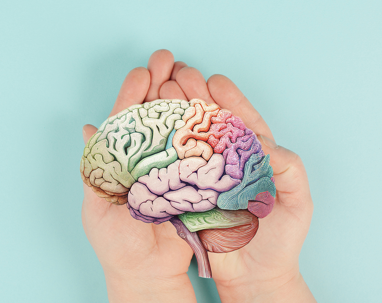 Bilde av en hjerne. Foto: Colourbox.com.