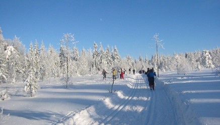bilde av en flott vinterdag med blå himmel og flotte skispor i snøen med solen som skinner
