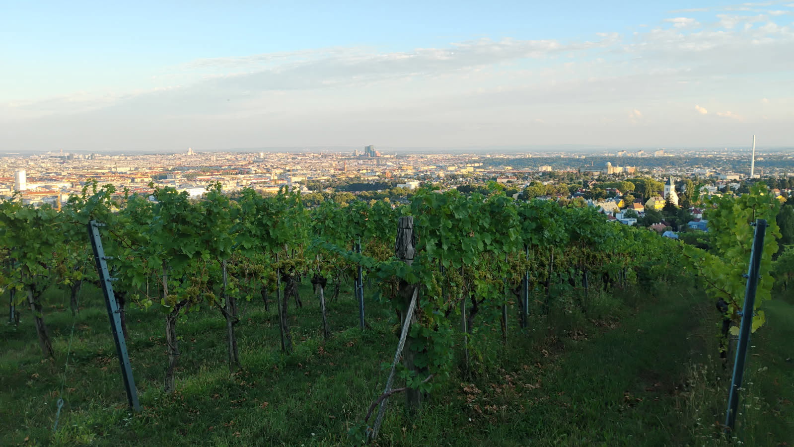 «ECP utkanten av Wien»: Utkanten av Wien med vinranker i hellingen. Foto: Marius Lund-Iversen.