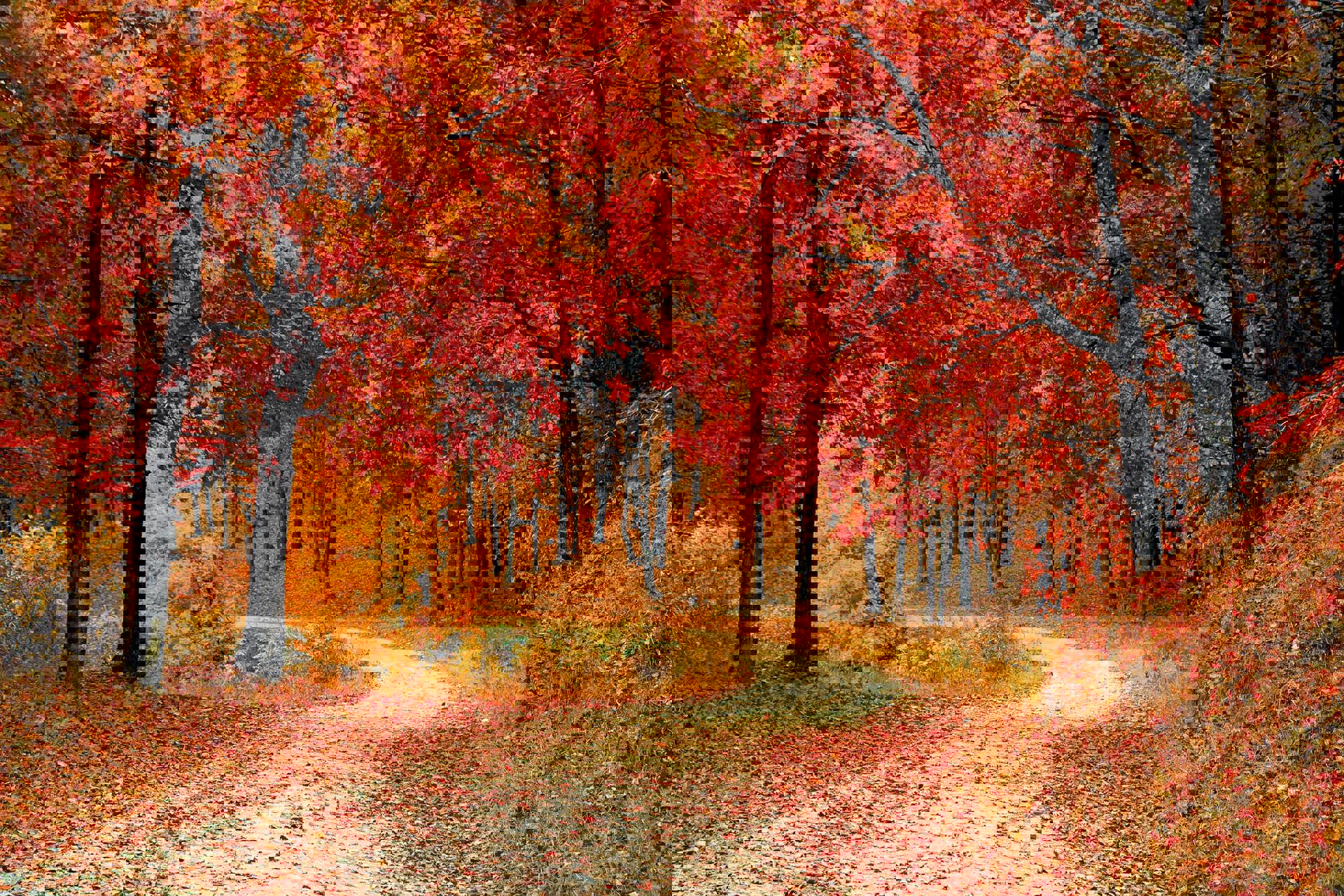 fall-autumn-red-season