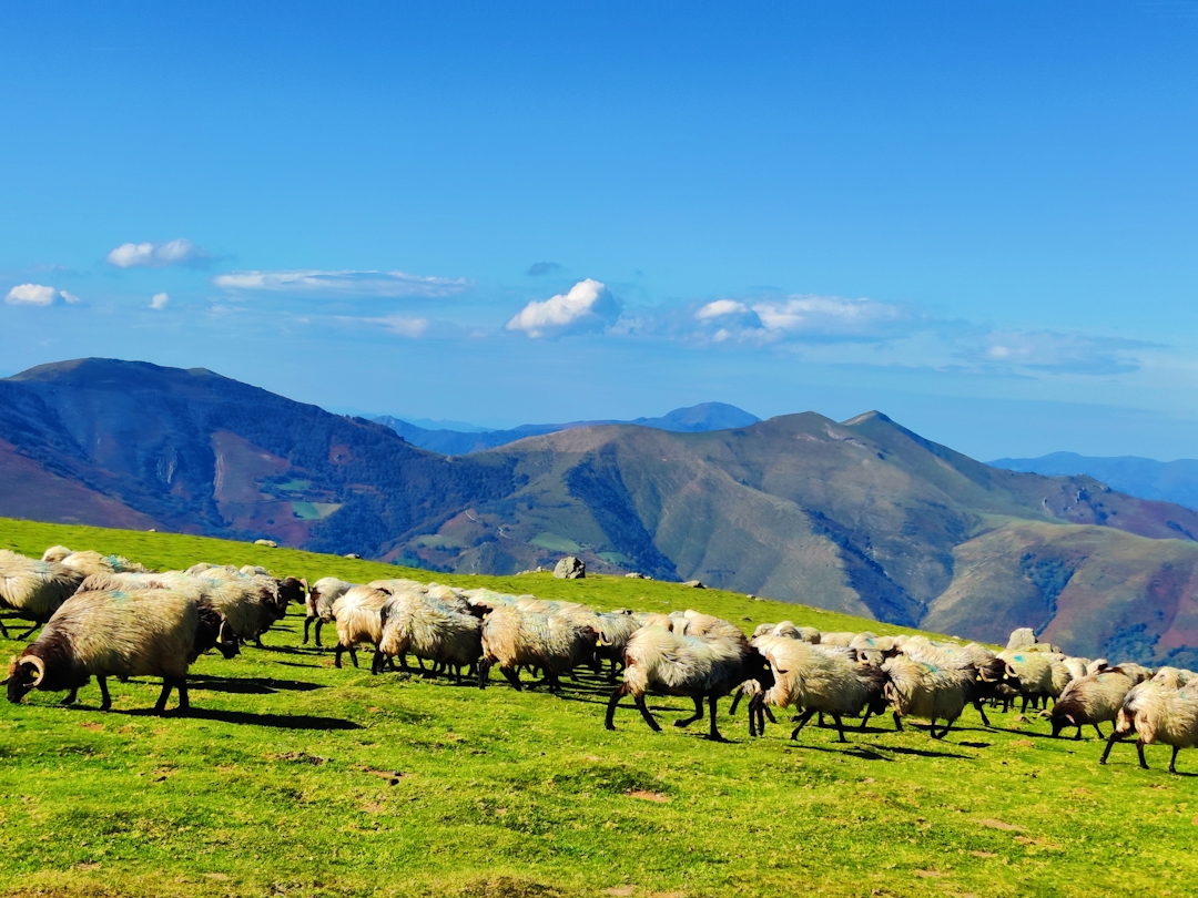 Sauer som beiter på grønt gress.