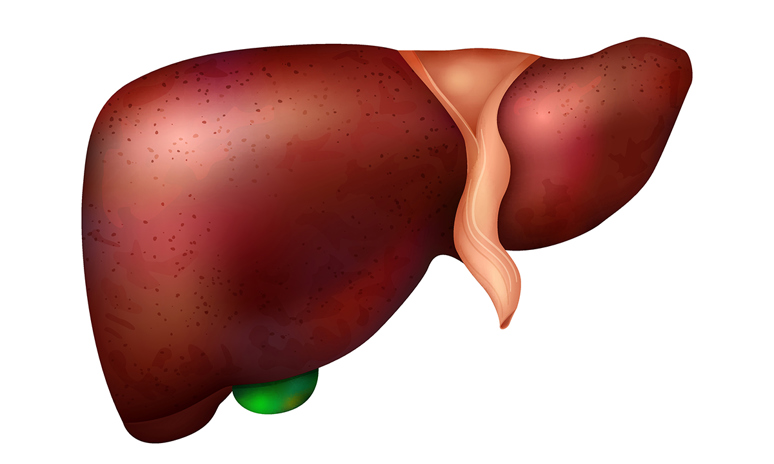 Realistisk leversammensetning av menneskelige indre organer med isolert bilde av sunn lever. Foto: Colourbox.com.
