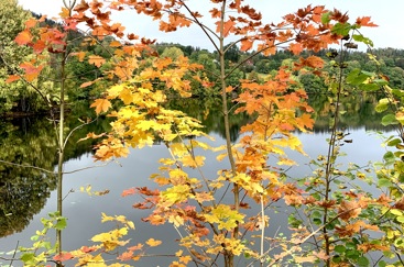 Trær med blader i høstfargene gult og rødt. Grønn skog og en vann i bakgrunnen.