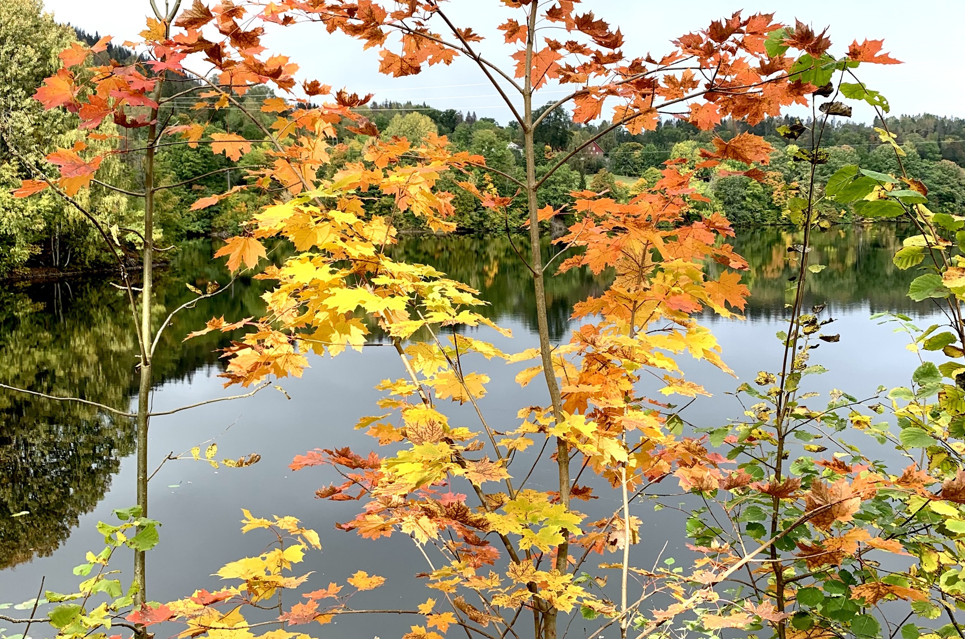 Trær med blader i høstfargene gult og rødt. Grønn skog og en vann i bakgrunnen.