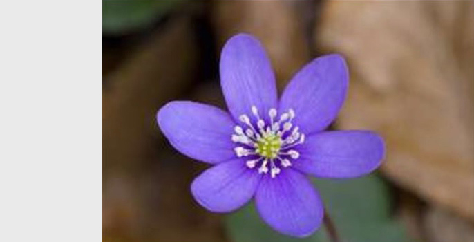 Bilde av en blåveis i forbindelse med våruka 2021.