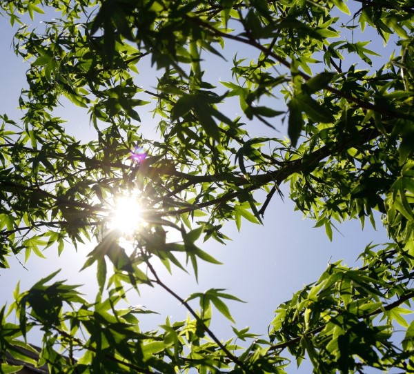 Sol på blå himmel titter frem bak trærne